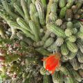 Petites fleurs rouge de cactus mérois