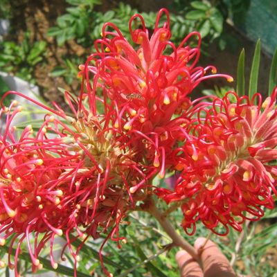 Grevillea Brazil