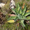 Plantes de Crozet : 3 - le choux de kerguelen