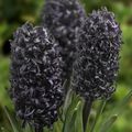 Hyacinth Midnight Mystique