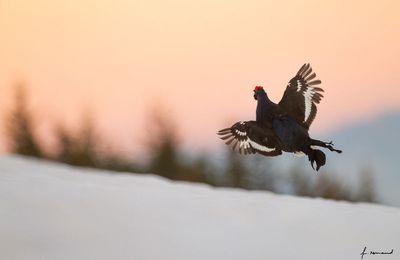 Sauts de l'ange