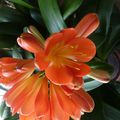 mon clivia