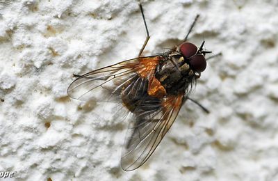 Une mouche inféodée aux ombellifères et aux sureaux