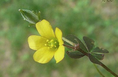 Oxalis corniculé