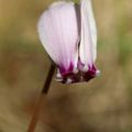 cyclamen