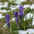 Fleurs dans la neige