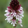 Orchis ustulata (Orchis brûlée)