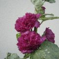voici une jolie rose tremiere de mon jardin