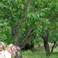 Cerises & coquelicots 