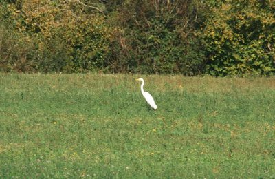 aigrette