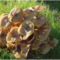 Comme un bouquet ces champignons nous sont offerts