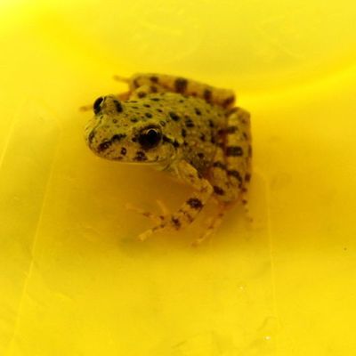 Histoires de grenouilles