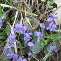 c'est le printemps aussi en Savoie