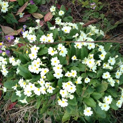 Les premières fleurs de mon jardin