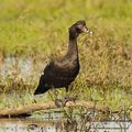 Canard musqué (Cairina moschata)