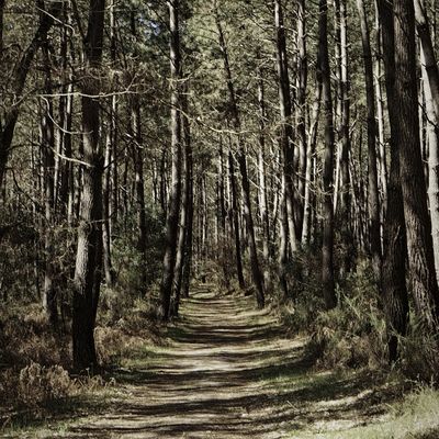 Une balade dans la pinède.