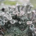 Cladonia 