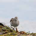 Least Sandpiper