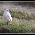 Des oiseaux aux longues pattes