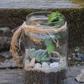 terrariums, vous avez dit "terrariums"