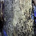 Massif vosgien : les forêts d'épicéas et de sapins décimées par des insectes 