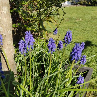 Le printemps s'installe dans nos jardins