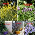 CE NE SONT QUE DES PLANTES CERTES, MAIS .......