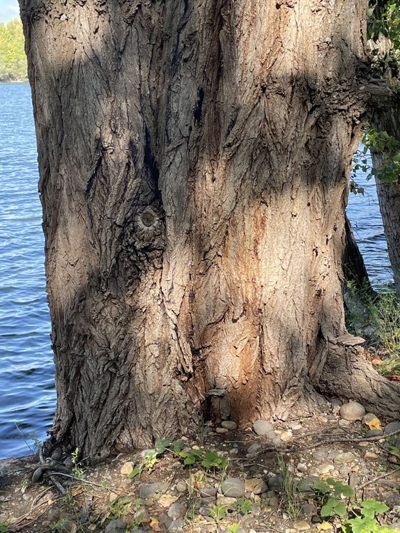 Lundi 06 octobre 2025 ma rando du mercredi 01 oct 2025  : L’“île de Mirefleurs” est une ancienne carrière réaménagée en plan d’eau, proche de la rivière Allier, à Mirefleurs dans le Puy‑de‑Dôme (63 ) Mon diapo au fil de mes pas 