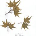 Herbier Acer palmatum ssp Amoenum 