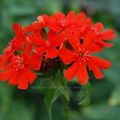 Deuxième quinzaine de juin au jardin