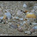 Shell beach (II)