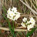 12 MARS 2018 PREMIÈRE PHOTO DE FLEURS EN 2018