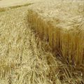 Les crop circle sont-ils des canulars?