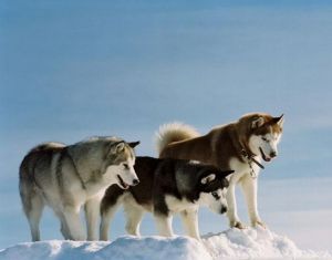 beaux huskys dans la neige