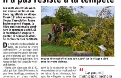 DISPARITION D'UN DE MES ARBRES "COUPS DE COEUR" : LE HÊTRE DE GUGNEY AUX AULX 88450. 1er novembre 2020.