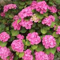 hortensia,fleur de courgette