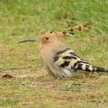 MES RENCONTRES DU MOMENT AVEC LES OISEAUX