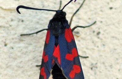 Zygaena transalpina Zygène transalpine