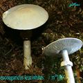 LEUCOAGARICUS