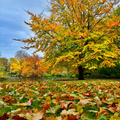 Un après-midi d'automne à St Stephen's Green Park