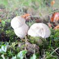 Un jour en forêts d'Aspe Barétous, le 12 septembre 2012...