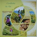 La cueillette du thé au Sri Lanka