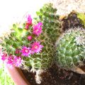 plantes grasses et cactus en fleur