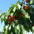 "JUSTE EN PASSANT"...Les premières cerises