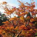 JAPON - La Péninsule d'Ise - Le sanctuaire intérieur de Naiku