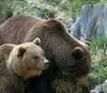 Cannelle, la dernière ourse des Pyrénées, a été tuée une seconde fois