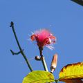 Visite du jardin botanique !