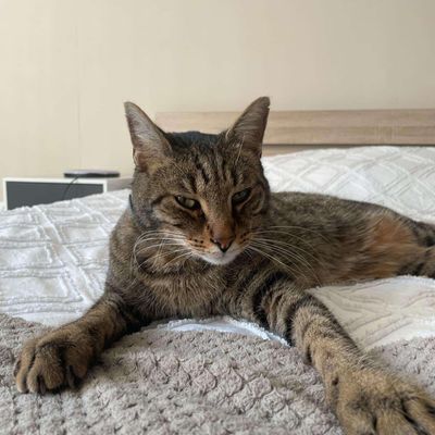 {GRIF' Abrite Comment consoler Nougat?