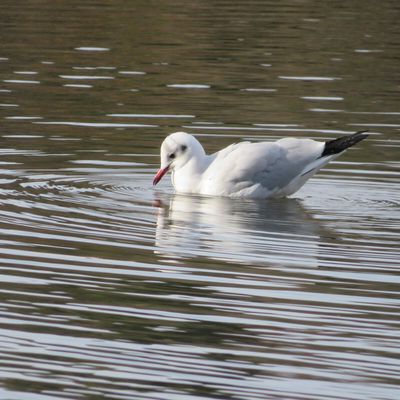 Oiseaux en hiver - 1