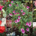 Jardin rose